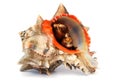 Shell Royalty Free Stock Photo