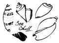 Seashell vector hand drawn set