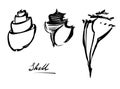 Three seashell set ink drawn Royalty Free Stock Photo
