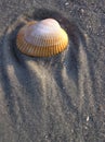 Shell 2 on Myrtle Beach Royalty Free Stock Photo