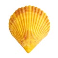 Shell