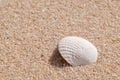 Shell Royalty Free Stock Photo