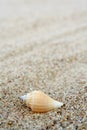 Shell Royalty Free Stock Photo