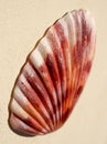 Shell Royalty Free Stock Photo