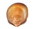 Shell Royalty Free Stock Photo