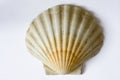 Shell Royalty Free Stock Photo