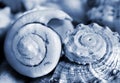 Shell Royalty Free Stock Photo