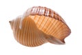 Shell Royalty Free Stock Photo