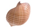 Shell Royalty Free Stock Photo