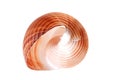 Shell Royalty Free Stock Photo