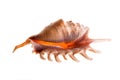 Shell Royalty Free Stock Photo