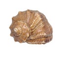 Shell Royalty Free Stock Photo