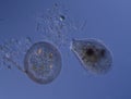 Shell amoeba with sparkle feet Royalty Free Stock Photo