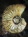 The shell of an ancient shell fossilized in the rock. Spiral shell from the shell Royalty Free Stock Photo