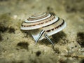 Shell - Architectonica perspectiva Royalty Free Stock Photo