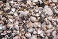 Shell background. Colorful shells on sand beach. Multi-colored shells on seaside