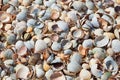 Shell background. Colorful shells on sand beach. Space for text