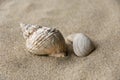 Shell background Royalty Free Stock Photo