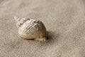 Shell background Royalty Free Stock Photo