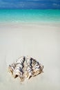 Shell on the beach Royalty Free Stock Photo
