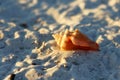 Shell beach Royalty Free Stock Photo