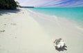 Shell and beach Royalty Free Stock Photo
