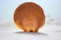 Shell on the beach