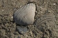 Shell on the Beach Royalty Free Stock Photo