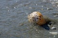 Seascape with shell on the beach, covered by water. Summer, sea, sun, beach, fine sand - Black Sea, landmark attraction in Romania Royalty Free Stock Photo