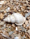A shell on the beach at Punga Cove in the Marlborough SoundsNew Zealand Royalty Free Stock Photo