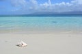 Shell in a beach of San Blas archipelago, PanamÃÂ¡ Royalty Free Stock Photo