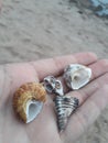 Dead shells in my hand