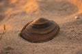 shell on the beach sand near the pond