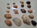 Shell beach  sea animal  beatifull shell Royalty Free Stock Photo