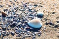 shell beach on the sea Royalty Free Stock Photo