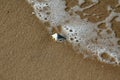 Shell beach sea water foam Royalty Free Stock Photo