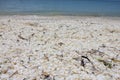 Shell beach in Shark Bay Royalty Free Stock Photo