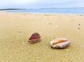 Shell on the beach