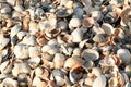 Shell beach. Texture of thousands seashells, background for a post, screensaver, wallpaper, postcard, poster, banner