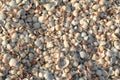 Shell beach. Texture of thousands seashells, background for a post, screensaver, wallpaper, postcard, poster, banner