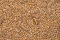 Shell beach, textures of broken shells and pebbles on a sandy beach. Top view, summer nautical background or advertising banner Royalty Free Stock Photo
