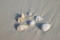 Shell on the beach on Ukulhas, Maldives Royalty Free Stock Photo
