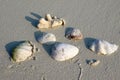 Shell on the beach on Ukulhas, Maldives Royalty Free Stock Photo