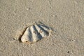 Shell on the beach on Ukulhas, Maldives Royalty Free Stock Photo