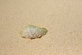 Shell on the beach of Ukulhas, Maldives Royalty Free Stock Photo