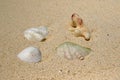 Shell on the beach of Ukulhas, Maldives Royalty Free Stock Photo