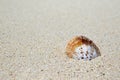 Shell on the beach of Ukulhas, Maldives Royalty Free Stock Photo
