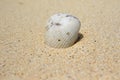 Shell on the beach of Ukulhas, Maldives Royalty Free Stock Photo