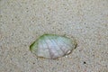 Shell on the beach of Ukulhas, Maldives Royalty Free Stock Photo