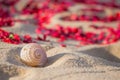 Shell on the beach Royalty Free Stock Photo